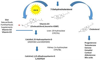 Vitamin-D Deficiency As a Potential Environmental Risk Factor in Multiple Sclerosis, Schizophrenia, and Autism